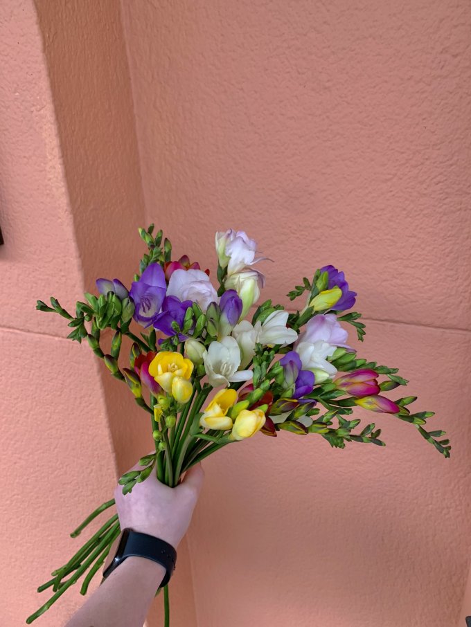 Le freesia photo 1